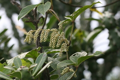 Dioscorea hispida